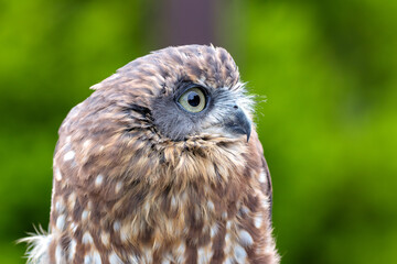 Morepork (Ninox novaeseelandiae), common in forests and woodlands of New Zealand