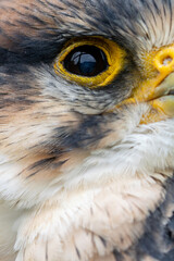 Lanner Falcon Eye (Falco biarmicus), common in open landscapes and cliffs across Europe and Africa