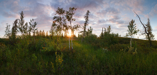 A beautiful landscape with a large field of trees and a bright sun in the sky. The sun is setting, casting a warm glow over the scene. The trees are tall and green, and the grass is lush and vibrant
