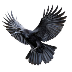 Raven Flying Isolated