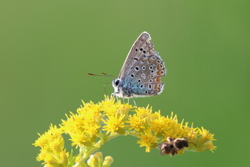 sui fiori gialli