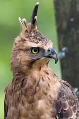 close up photo of a javan hawk eagle