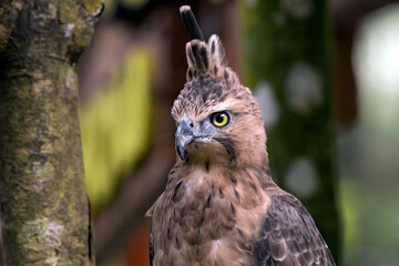 close up photo of a javan hawk eagle