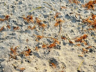White sand with dried fallen brown leaves and brown moss, marking the beginning of autumn season. Taken during golden hour sunset time.