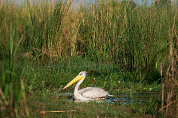Solitary pelican floating on the Okavango Delta in Botswana