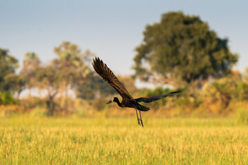 Openbill stork soaring over the Okavango Delta Botswana
