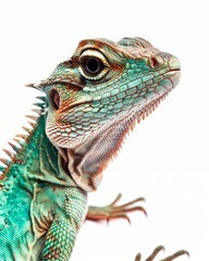 Fototapeta premium Lizards animal isolated white background image