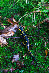 lizard salamander amphibian crawls on the grass, close up, fauna, poster, postcard, wallpaper, screensaver