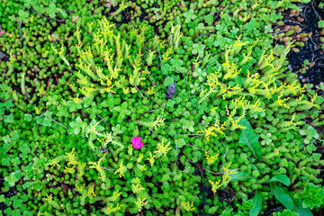Tasteless Yellow Stonecrop | Green Foliage | Texture Background