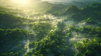 Fototapeta premium A lush green forest with foggy mist in the air