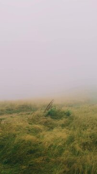 landscape grass in the fog, forest and mountains in the clouds, autumn colors, green and yellow tones, burnt grass, beauty of nature, poster, postcard, screen saver, wallpaper polony Yavirnyk, Carpath