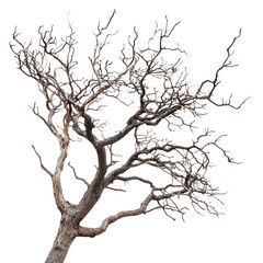 dry teak tree without any leaves isolated in vertical orientation