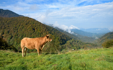 Brown cow in summer pastures in the Pyrenees mountains in France
