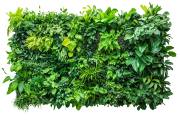 Indoor vertical garden system, sustainable living wall, vibrant greenery,Isolated on transparent background.