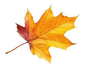 Fototapeta premium autumn maple leaf isolated