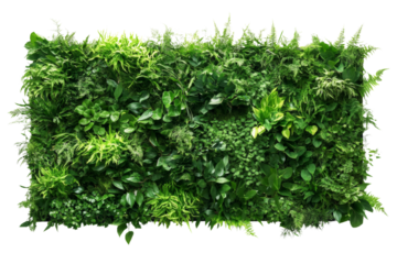 Indoor vertical garden system, sustainable living wall, vibrant greenery,Isolated on transparent background.