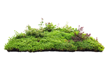 Lush green roof with vibrant plants, ecofriendly architecture ,Isolated on transparent background.