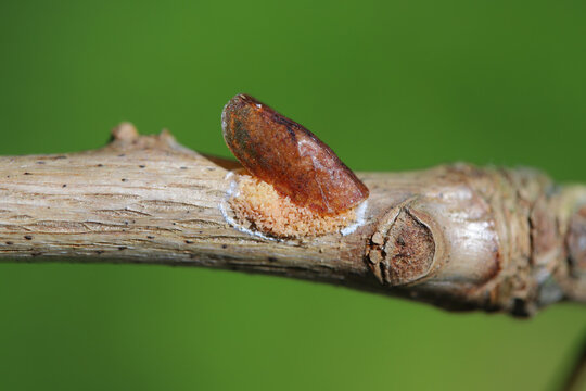 Lots of eggs under the female's body on a branch, soft scales, wax scales or tortoise scales, Coccidae, genus Parthenolecanium.