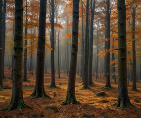 Autumn forest