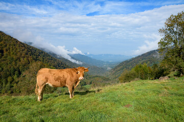 Brown cow in summer pastures in the Pyrenees mountains in France