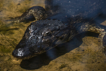 Alligator in water