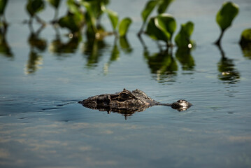 Alligator in water