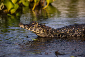 Alligator in water
