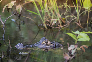Alligator in water