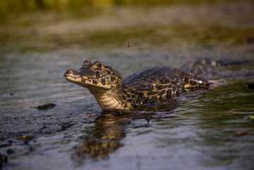 alligator in the water