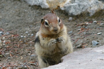 chipmunk on the forest ground