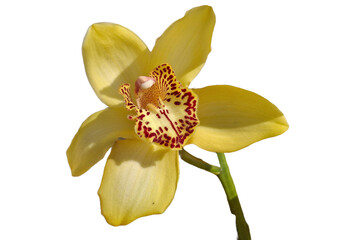 Yellow orchid isolated on white background