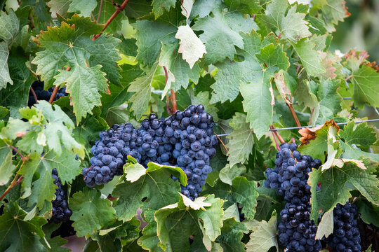 uva, vino, cosecha, vendimia, bodega, tinto, blanco, garnacha, 