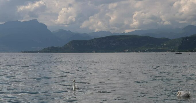 Swans at Lake Garda with mountains in background, view from Lazise town shore, Italy, Europe