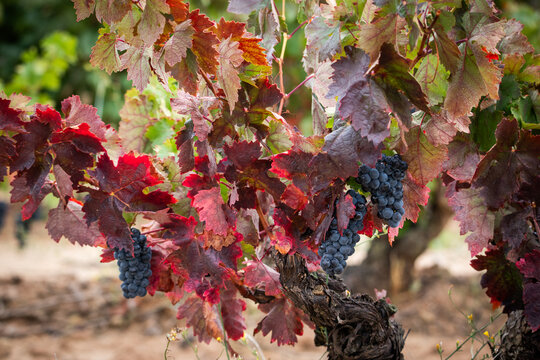uva, vino, cosecha, vendimia, bodega, tinto, blanco, garnacha, 