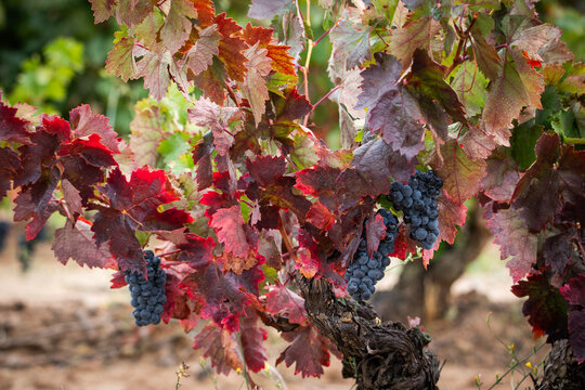 uva, vino, cosecha, vendimia, bodega, tinto, blanco, garnacha, 