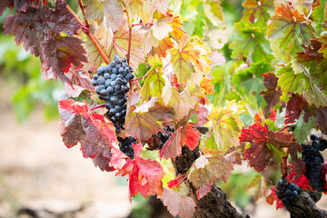uva, vino, cosecha, vendimia, bodega, tinto, blanco, garnacha, 