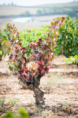 uva, vino, cosecha, vendimia, bodega, tinto, blanco, garnacha, 