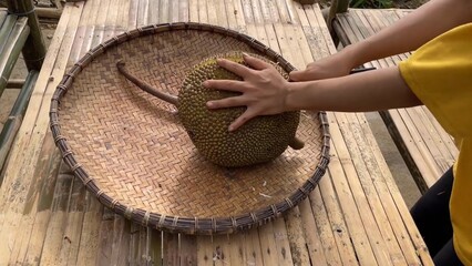Jackfruit or jack fruit - Artocarpus heterophyllus