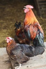 Crowing rooster with an open beak standing at the entrance to a chicken coop. Farmyard scene with a lively rooster welcoming the day by the door. Noises of a bird.