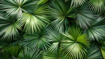 Obraz premium Close-Up View of Palm Leaves