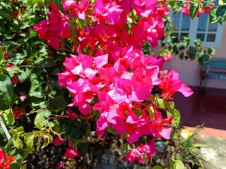 pink flowers in a garden