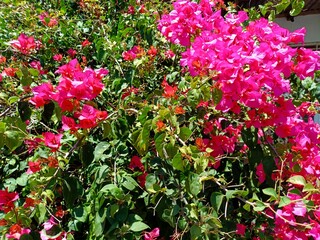 pink flowers in the garden