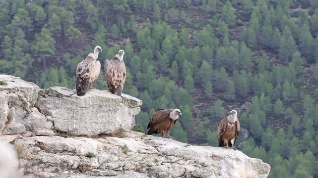 Grupo de 4 buitres leonados en la roca del precipio, Alcoy, Espa&ntilde;a