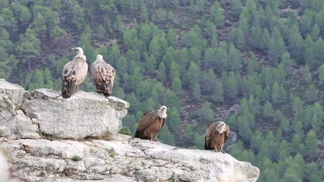 Grupo de 4 buitres leonados en la roca del precipio uno de ellos defeca, Alcoy, Espa&ntilde;a