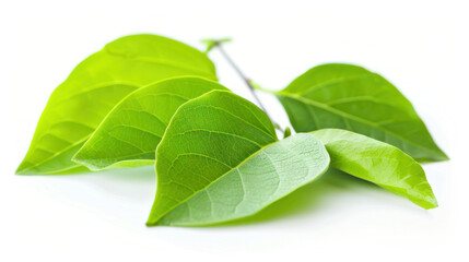 Obraz premium Fresh green leaves with vibrant colors and intricate textures create natural and calming atmosphere, perfect for nature themed designs