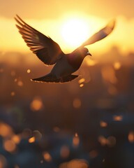 Fototapeta premium White doves bird flying air sunset image