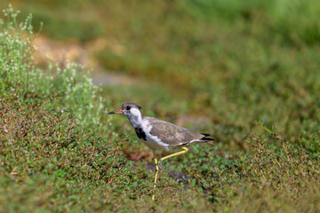 Atlantic puffin or common puffin or common puffin