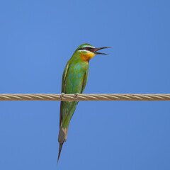 A non-breeding visitor to Africa from the Arabian peninsular, the Blue-cheeked Bee-Eater will often fly in mixed flocks with other Bee-Eaters. Their melodic call is a common sound during the rains