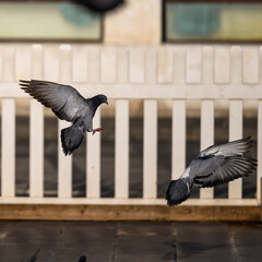 Close-up of pigeons flying near buildings