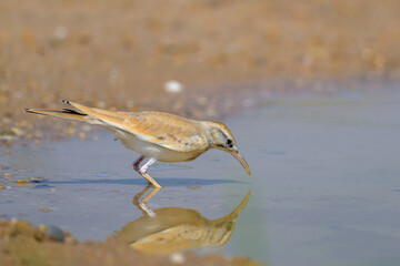 Hoopoe lark, "Alaemon alaudipes," single bird 